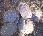 Opuntia gilvescens, winter color, Belen, NM