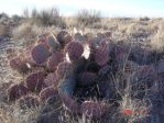 Opuntia gilvescens, NM