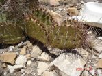 Opuntia gilvescens, Artesia, NM