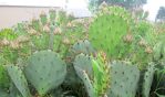 Opuntia gilvescens, Derrill Pope