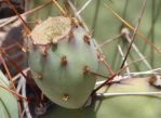 Opuntia gilvescens, fruit, AZ, Nancy Hussey