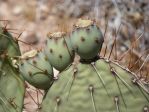 Opuntia gilvescens, fruit, AZ, Nancy Hussey