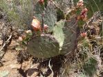 Opuntia gilvescens, Hayes Jackson