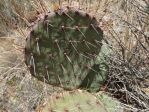 Opuntia gilvescens, Hayes Jackson