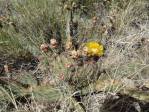 Opuntia gilvescens, Hayes Jackson