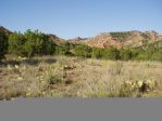 Opuntia gilvescens, Palo Duro Canyon, TX