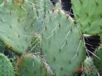 Opuntia gilvescens, garden plant