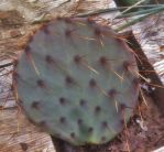 Opuntia gilvescens, unusaual spine color, north-central TX, Jose Soto