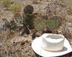 Opuntia gilvescens, Kingman, AZ