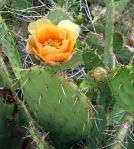 Opuntia gilvescens, second day flower, north of Oracle Junction, AZ,