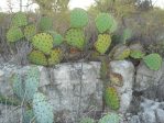 Opuntia gilvescens, northern TX