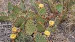 Opuntia gilvescens, Nancy Hussey