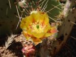 Opuntia gilvescens, Nancy Hussey, May 2016, AZ