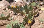 Opuntia gilvescens, north of Kingman, AZ, Nancy Hussey