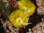 Opuntia gilvescens, Nancy Hussey, AZ