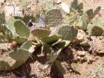 Opuntia gilvescens, May, 2016, Meadview, AZ, Nancy Hussey