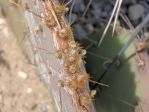 Opuntia gilvescens, 2-year old pad, Nancy Hussey