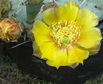 Opuntia gilvescens, flower, Virgin River, UT