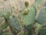 Opuntia gilvescens, Oracle Junction, AZ