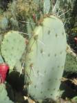 Opuntia gilvescens, Oracle Junction, AZ