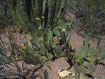 Opuntia gilvescens (robust plant), Desert Botanical Garden, Tempe, AZ