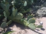 Opuntia gilvescens (robust plant), Desert Botanical Garden, Tempe, AZ