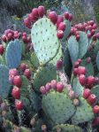 Opuntia gilvescens (robust plant), type locality