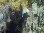 Opuntia gilvescens (robust plant), type locality