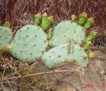 Opuntia gilvescens, Rockville, UT