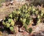 Opuntia gilvescens