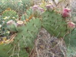 Opuntia gilvescens, Tierra Grande, NM (Rio Communities)