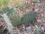 Opuntia gilvescens, near Tramway, Albuquerque, NM