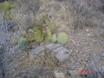 Opuntia gilvescens, Mt Potosis, NV