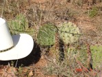 Opuntia gilvescens, west-central OK