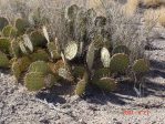 Opuntia gilvescens, northwestern AZ