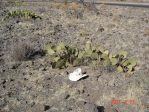 Opuntia gilvescens, northwestern AZ