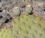 Opuntia gilvescens, unripe fruit