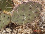 Opuntia gilvescens, Kingman, AZ