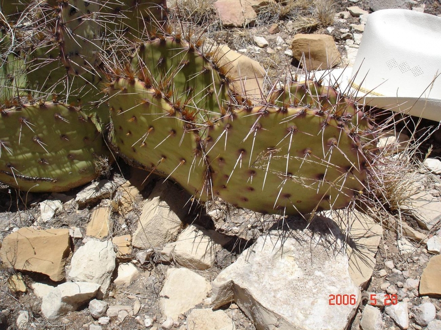 western prickly cactus, pear garden gilvescens, Opuntia