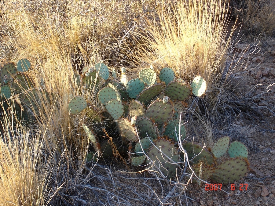 pear prickly cactus, Opuntia gilvescens, garden western