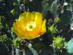 Opuntia gomei, Desert Botanical Garden, Tempe, AZ