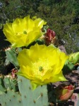 Opuntia gomei, Desert Botanical Garden, Tempe, AZ