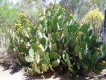 Opuntia gomei, Desert Botanical Garden, Tempe, AZ