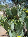 Opuntia gomei, Boyce Thompson Arboretum, Superior, AZ