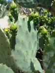 Opuntia gomei, Boyce Thompson Arboretum, Superior, AZ