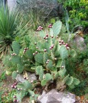 Opuntia gomei, garden plant, originally from Loma Alta, TX