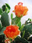 Opuntia gomei, Loma Alta, tX