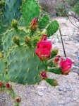 Opuntia gomei, Tohono Chul Park, Tucson, AZ