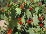 Opuntia gomei, Wallace Desert Gardens, Scottsdale, AZ