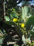 Opuntia gomei, Wallace Desert Gardens, Scottsdale, AZ